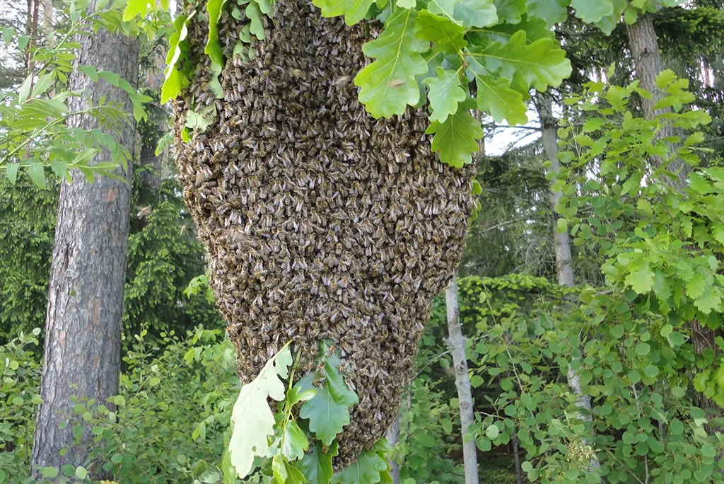 Bienenschwarm im Wald